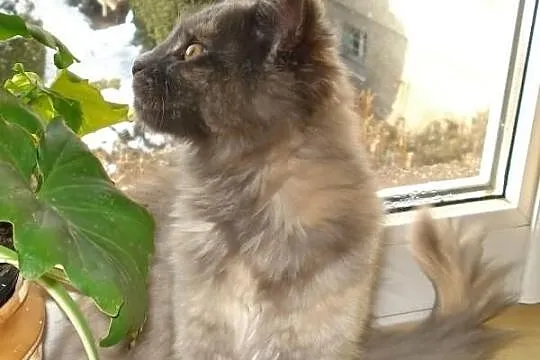 Kocięta Maine Coon
