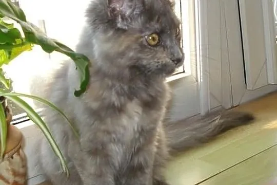 Kocięta Maine Coon