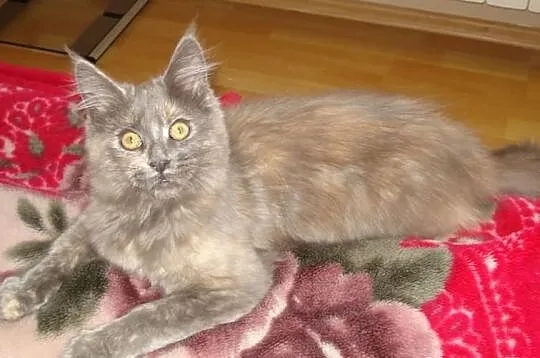 Kocięta Maine Coon