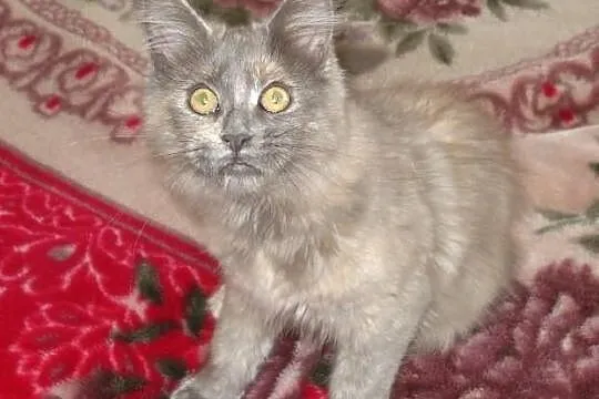 Kocięta Maine Coon