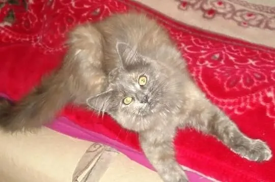 Kocięta Maine Coon