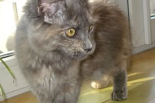 Kocięta Maine Coon