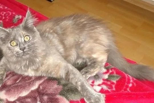 Kocięta Maine Coon