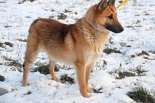 Przygarnij niedowidzącego Tulipana- pokocha cię ja