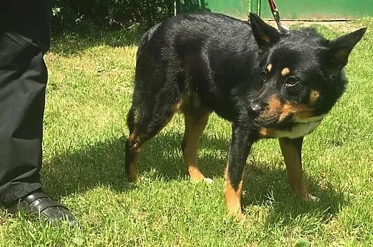 Kocham ruch i spacery w towarzystwie człowieka pokochaj mnie i Ty, Wielkopolskie, Poznań