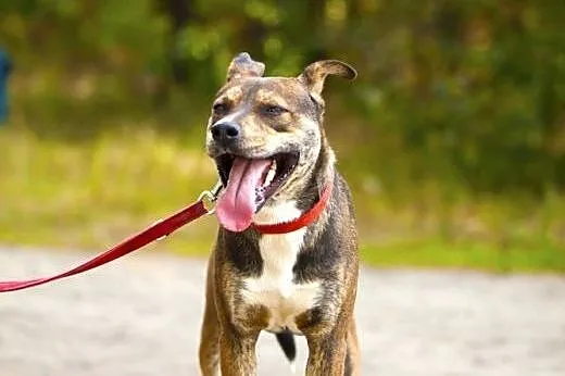 CWANIAK - energiczny, łagodny pies w typie amstaff