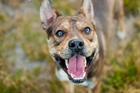 CWANIAK - energiczny, łagodny pies w typie amstaff