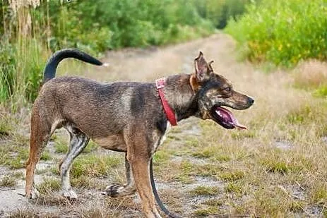 CWANIAK - energiczny, łagodny pies w typie amstaff