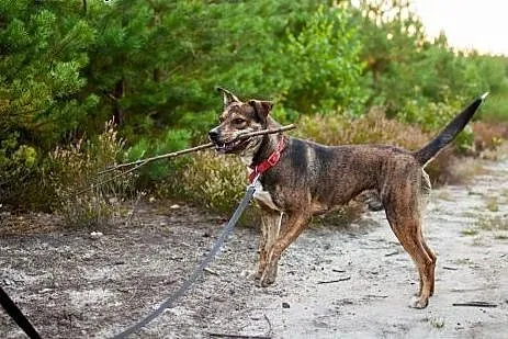CWANIAK - energiczny, łagodny pies w typie amstaff