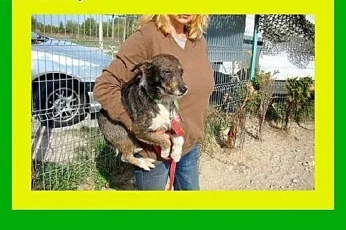 6kg,3letni,kocha ludzi,łagodny,aktywny,przyjacielski,pies PIK POK,  dolnośląskie Wrocław