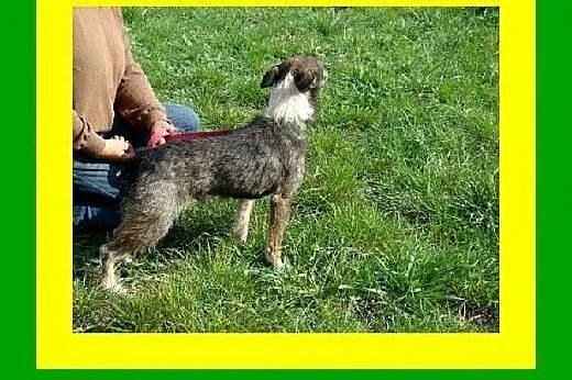 6kg,3letni,kocha ludzi,łagodny,aktywny,przyjaciels