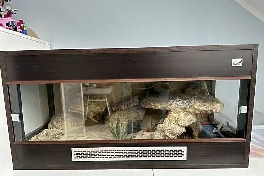 Sprzedam gekona lamparciego wraz z terrarium