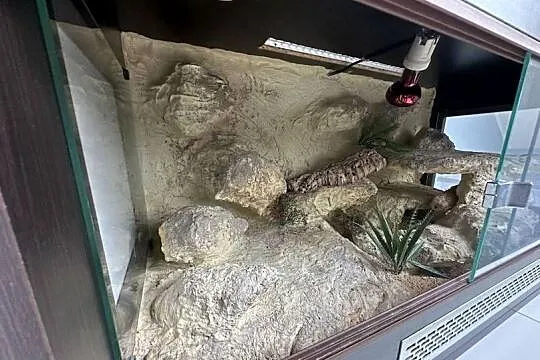 Sprzedam gekona lamparciego wraz z terrarium, Śląskie, Myszków