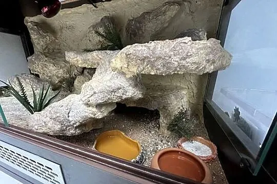 Sprzedam gekona lamparciego wraz z terrarium, Śląskie, Myszków