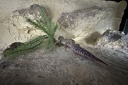 Sprzedam gekona lamparciego wraz z terrarium, Śląskie, Myszków