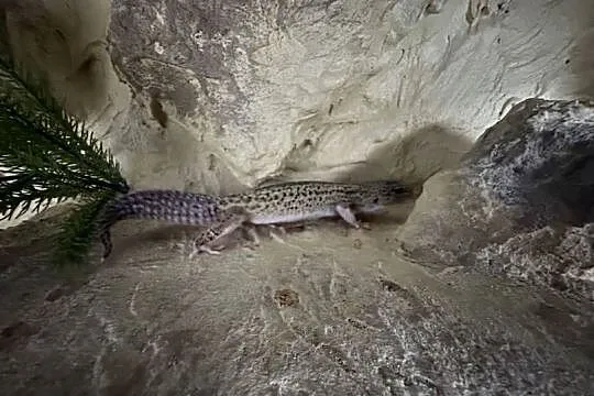 Sprzedam gekona lamparciego wraz z terrarium, Śląskie, Myszków
