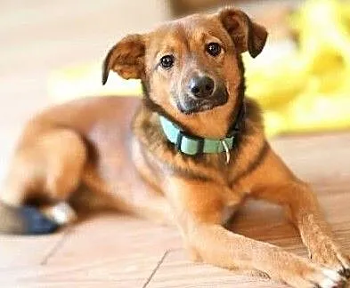 ROMEK - 7 miesięczny, uroczy szczeniak do adopcji,, Wielkopolskie, Poznań