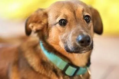 ROMEK - 7 miesięczny, uroczy szczeniak do adopcji,, Wielkopolskie, Poznań