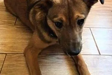 ROMEK - 7 miesięczny, uroczy szczeniak do adopcji,, Wielkopolskie, Poznań