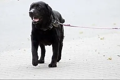 Bruno - piękny pies w typie labradora, wielkopolskie Konin