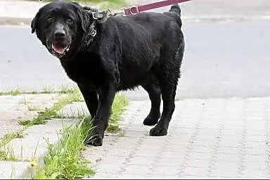 Bruno - piękny pies w typie labradora,  wielkopols