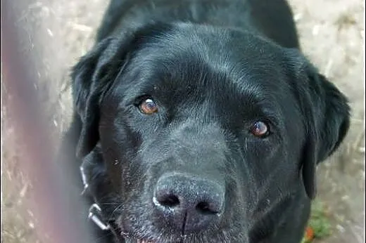 Bruno - piękny pies w typie labradora,  wielkopols