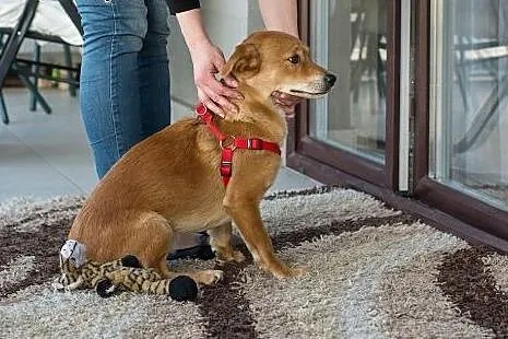 Nex - sympatyczny, miły psiak do adopcji ,  mazowieckie Warszawa
