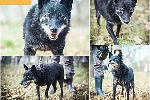 Skrzywdzona, poczciwa Hela bardzo potrzebuje domu!