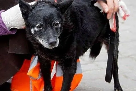 Skrzywdzona, poczciwa Hela bardzo potrzebuje domu!