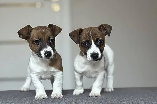 Jack Russell Terrier - piesek ;), Śląskie, Częstochowa
