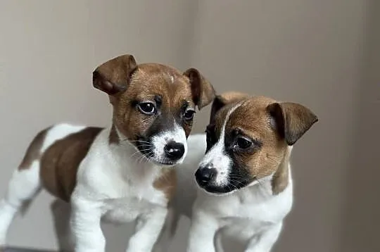 Jack Russell Terrier - piesek ;), Śląskie, Częstochowa