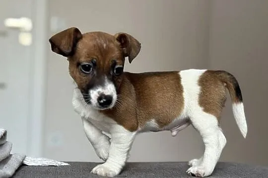Jack Russell Terrier - piesek ;), Śląskie, Częstochowa