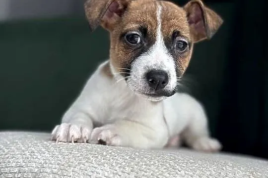 Jack Russell Terrier - piesek ;), Śląskie, Częstochowa