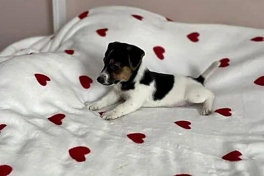 Jack Russell Terrier - piesek ;), Śląskie, Częstochowa