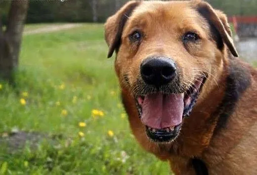 Rudy Misiek do adopcji, podlaskie Białystok
