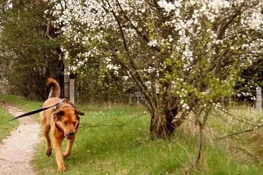 Rudy Misiek do adopcji,  podlaskie Białystok