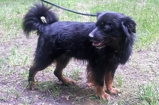 Spokojny Otis szuka domu, Śląskie, Bytom