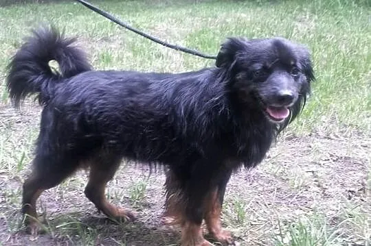Spokojny Otis szuka domu, Śląskie, Bytom