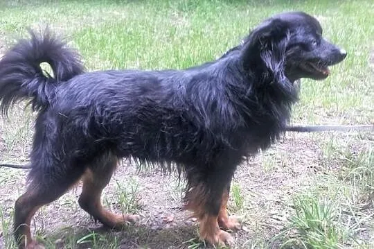 Spokojny Otis szuka domu, Śląskie, Bytom