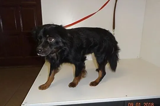 Spokojny Otis szuka domu, Śląskie, Bytom