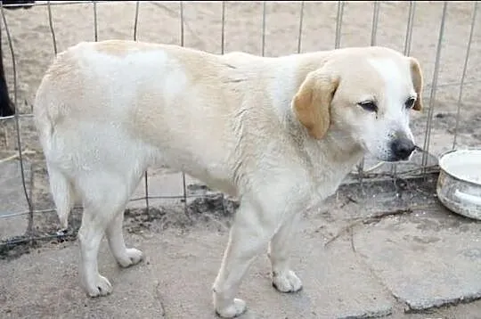 Jaga szuka nowego domu