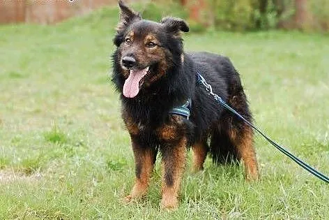Młody, kochany Syzyf do adopcji. Filmiki,  łódzkie