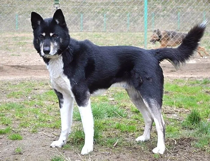 Timur - dostojny, piękny pies :)