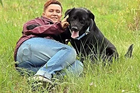 Blaki pies w typie labladora czeka na opiekuna,  m
