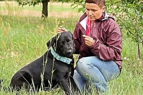 Blaki pies w typie labladora czeka na opiekuna,  m