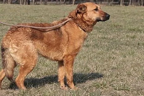 Zeta szuka domu.,  mazowieckie Radom