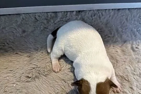 Jack russell terrier szczeniak suczka, Śląskie, Dębie