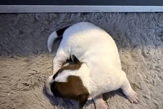 Jack russell terrier szczeniak suczka, Śląskie, Dębie