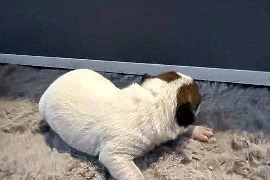 Jack russell terrier szczeniak suczka, Śląskie, Dębie