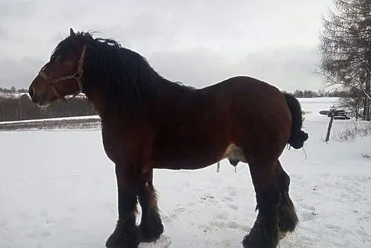 Sprzedam ogiera, , Stara Zbelutka